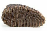 Juvenile Mammoth Molar - Siberia #303326-2